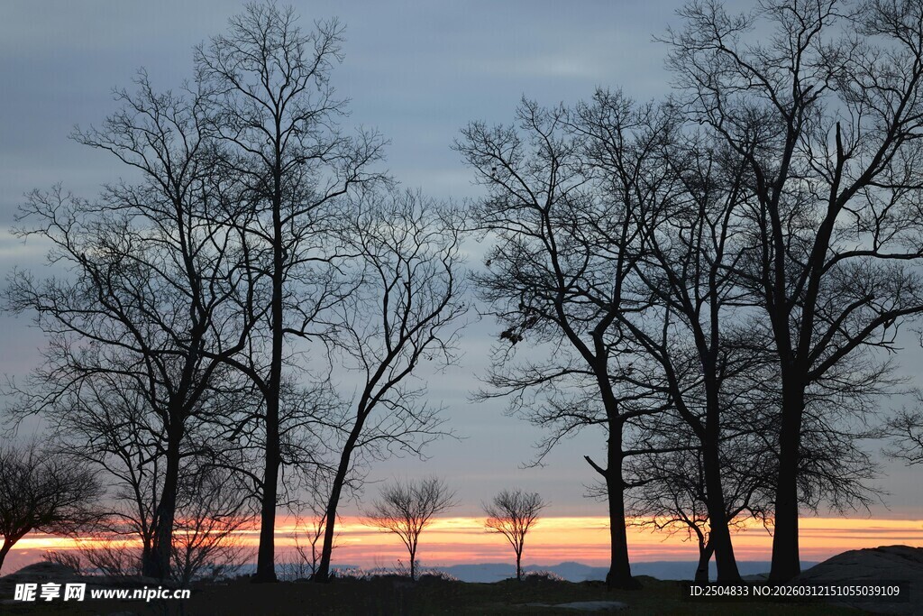 黄昏下的枯树景观