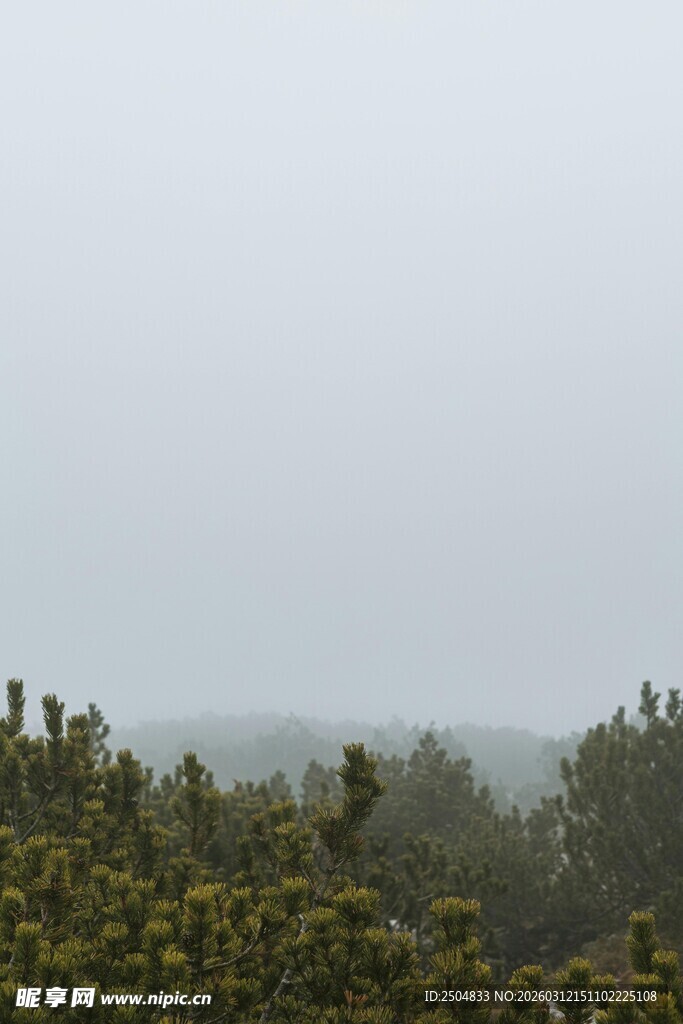 雾中树林景色