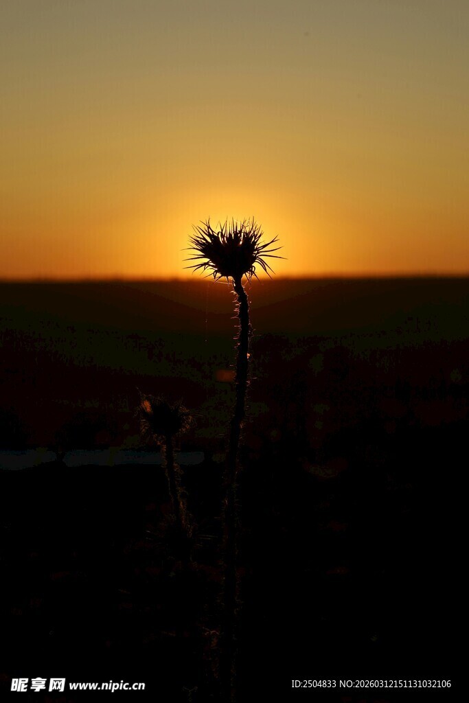 夕阳下的孤花