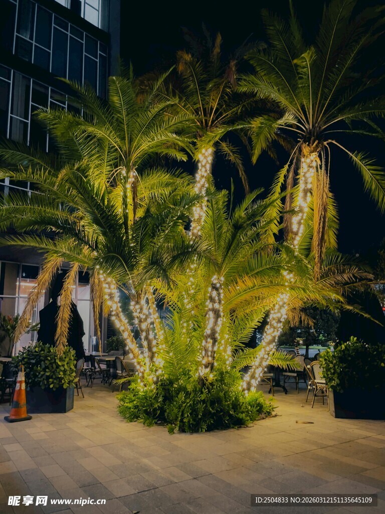 夜晚街头的璀璨棕榈树