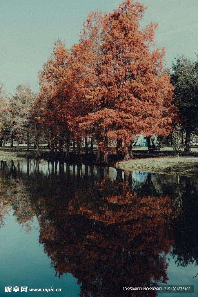 秋日湖畔红树倒影美景