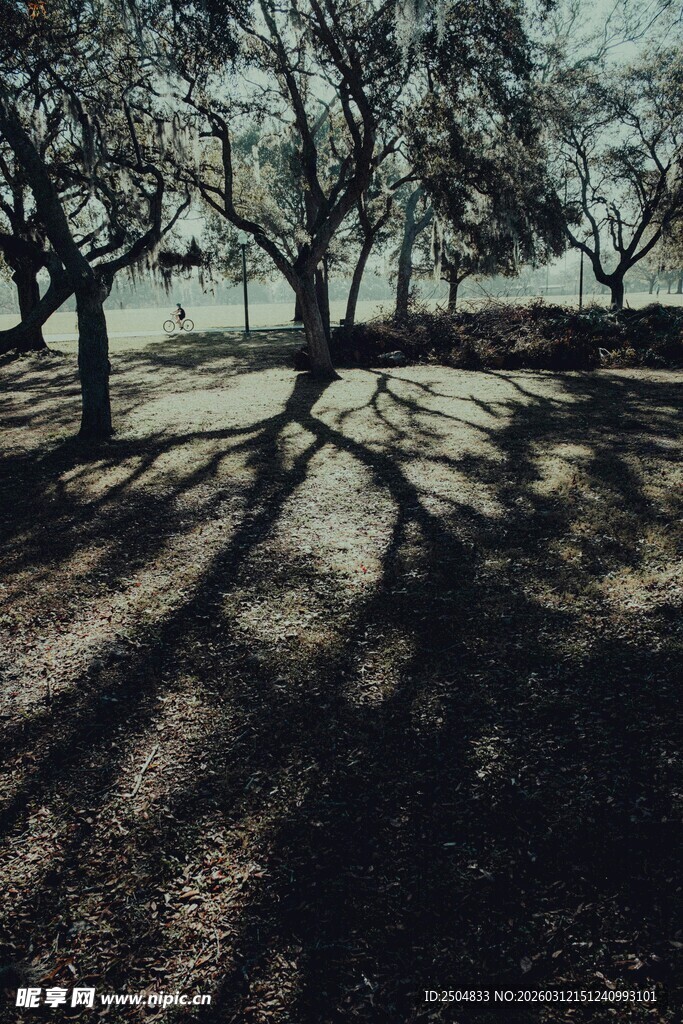 阳光下的树影斑驳场景