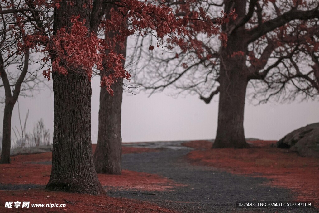 秋日红枫树林中的静谧小路