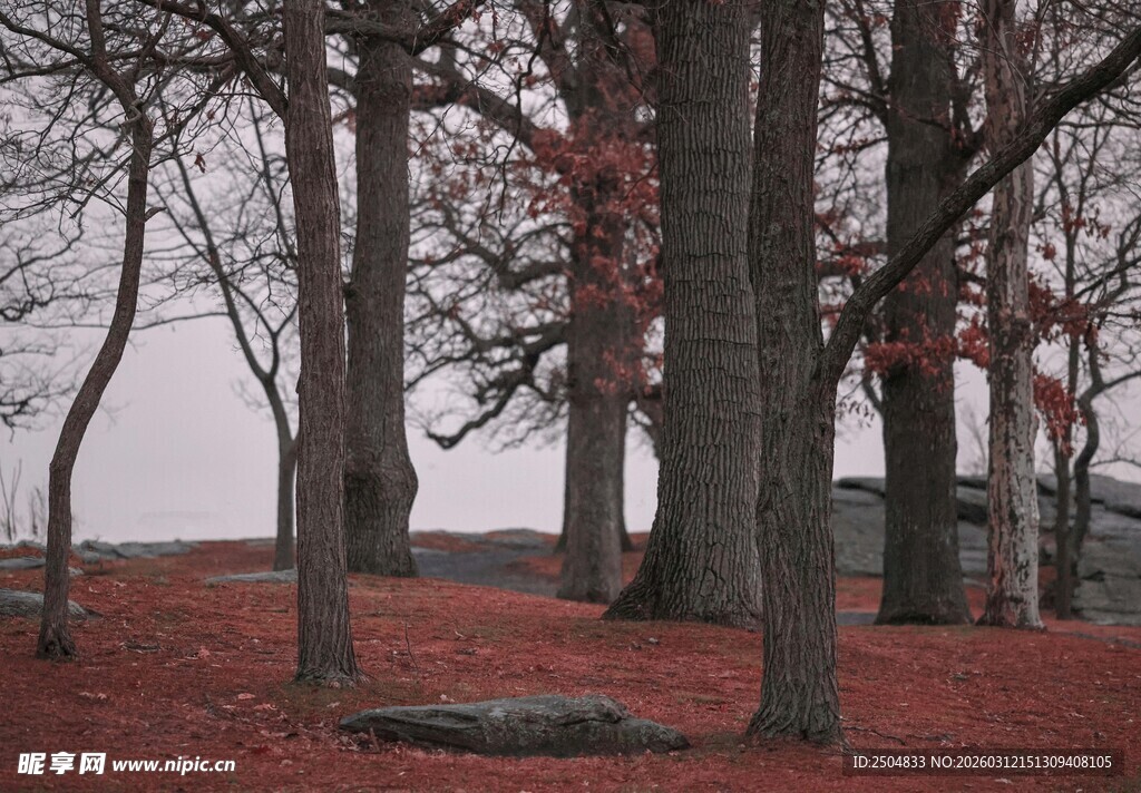 秋日树林中的静谧景象