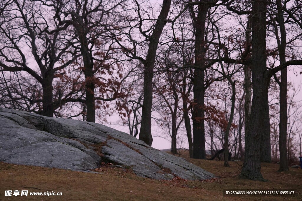 黄昏下的树林与岩石景观