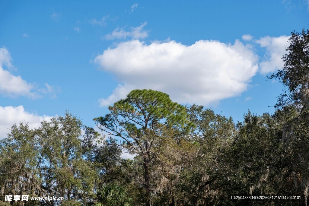 蓝天白云下的葱郁树林