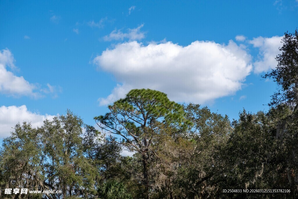 蓝天绿树间的清新景致
