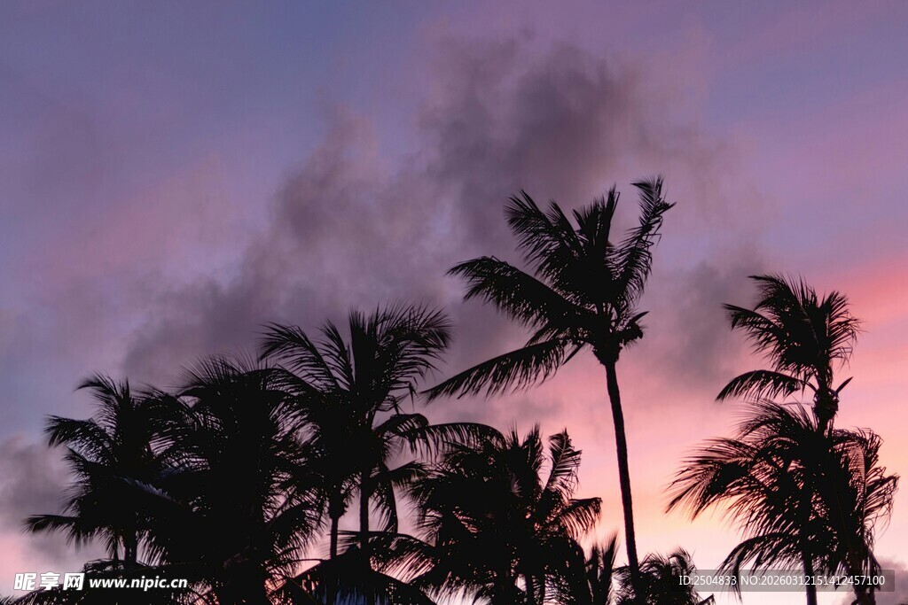 夕阳下的椰树剪影