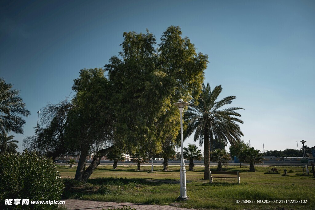 户外绿树成荫的开阔场景