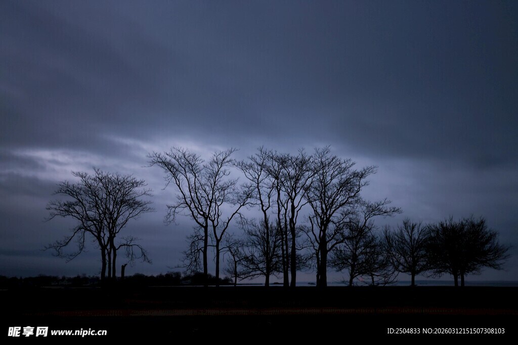 夜幕下的枯树景观
