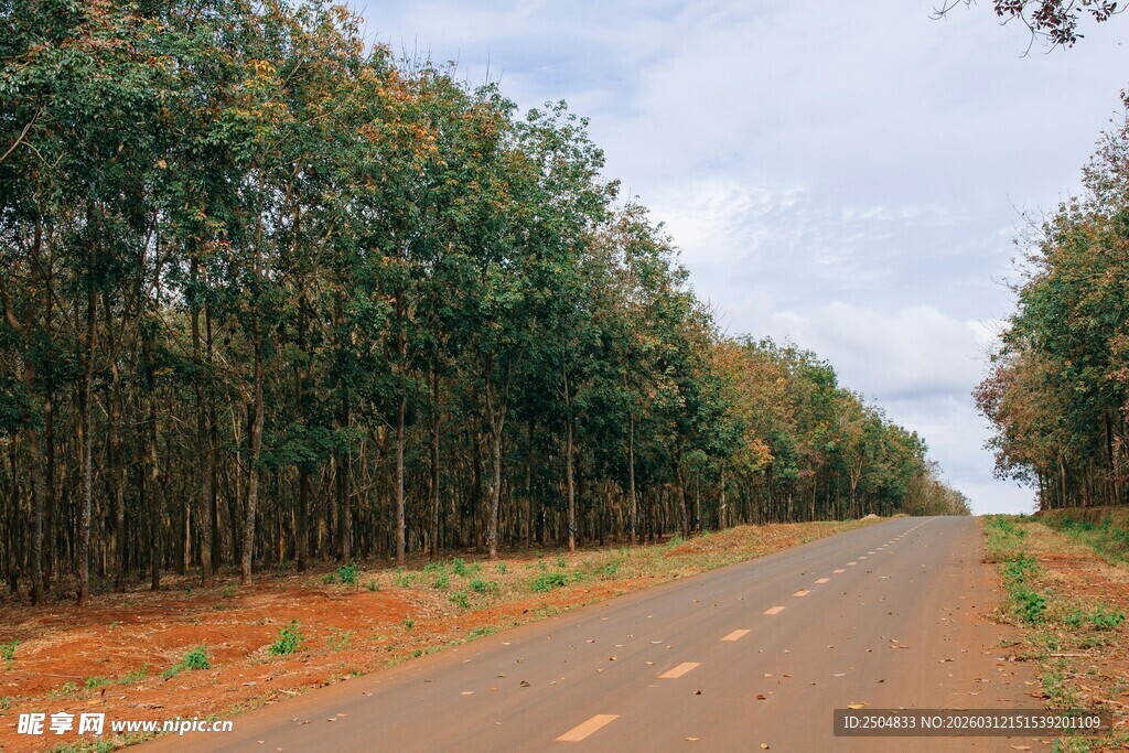 林间公路 绿意盎然的风景