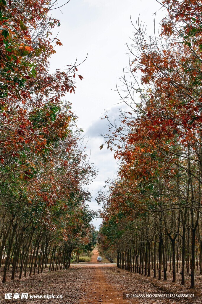 秋日红叶林中小径