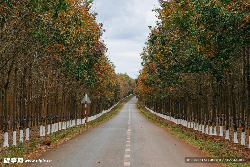 秋日林荫大道美景