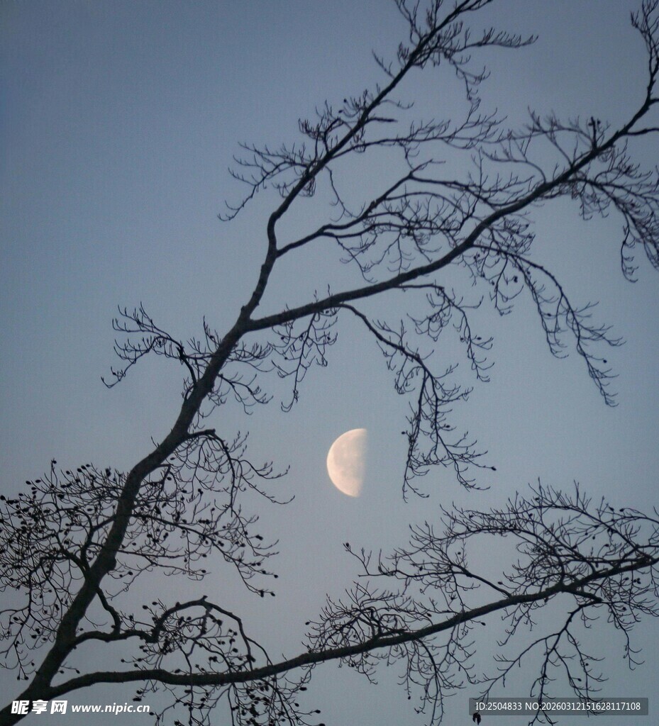 树枝间的朦胧月色