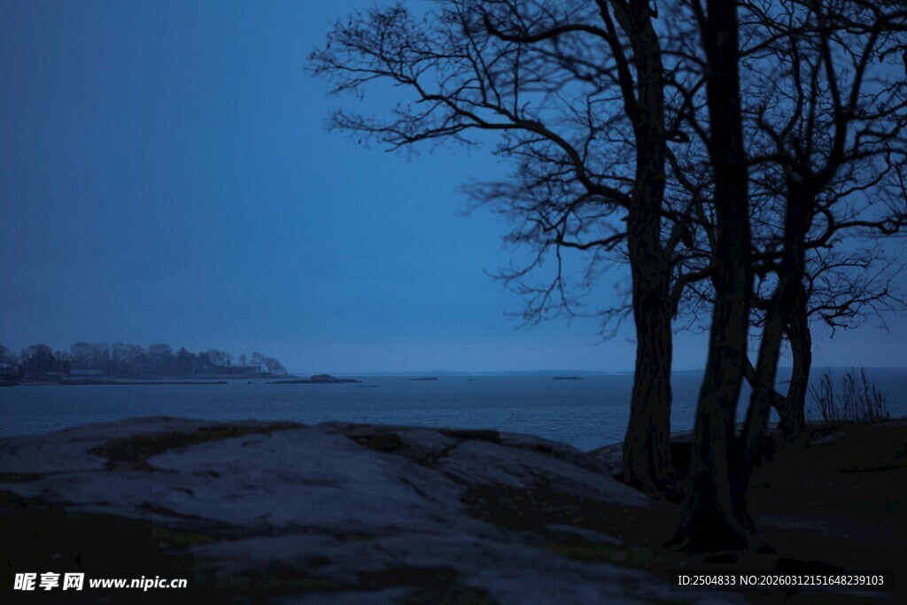 夜幕下的孤寂树木与旷野