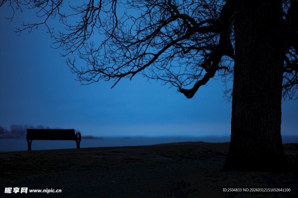夜幕下的树与长椅