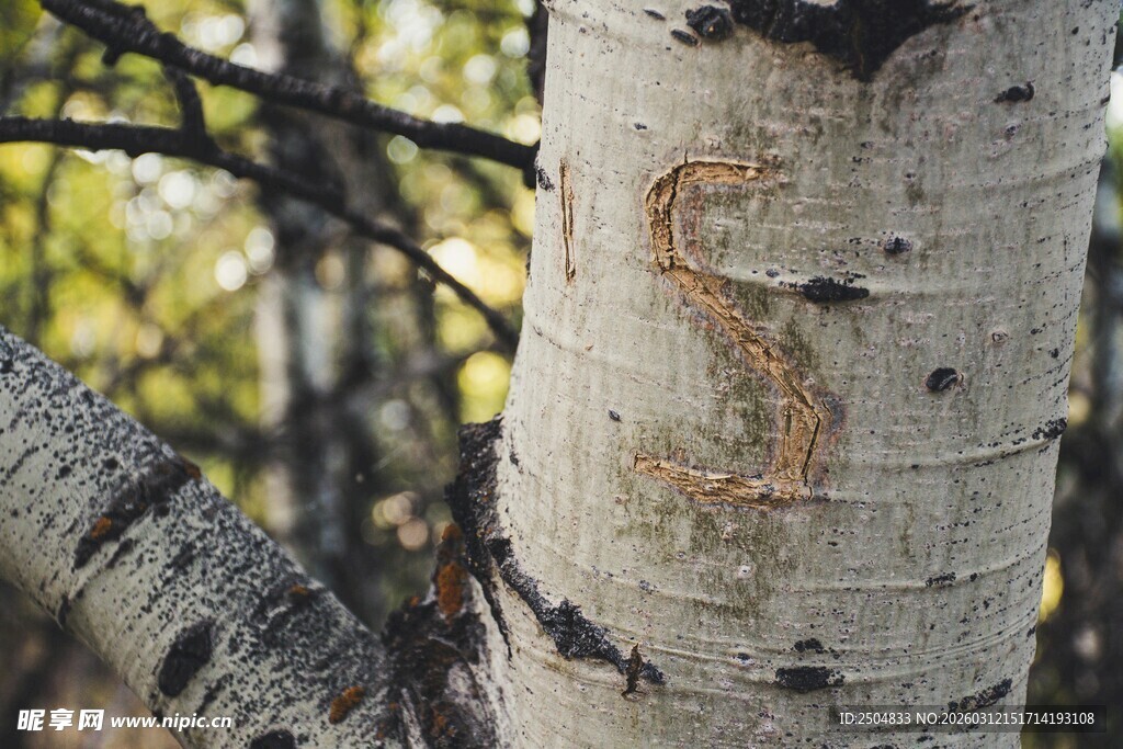 树干上的字母刻痕