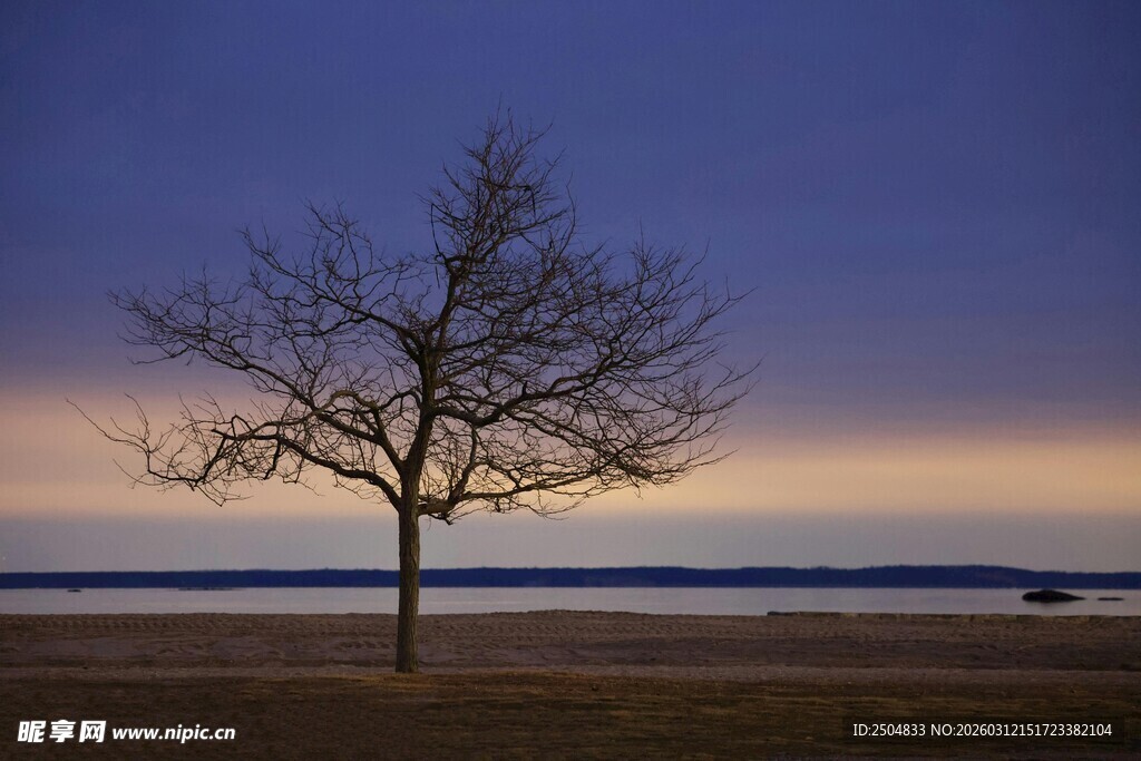 黄昏孤树 静谧湖畔之景