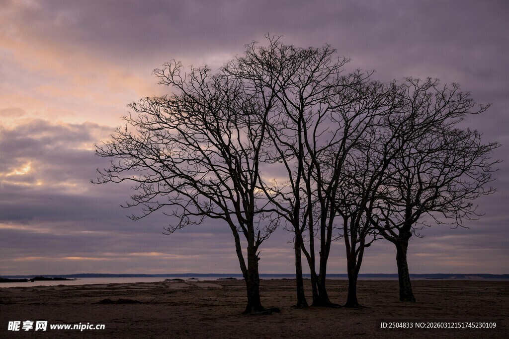 黄昏下的孤寂树木
