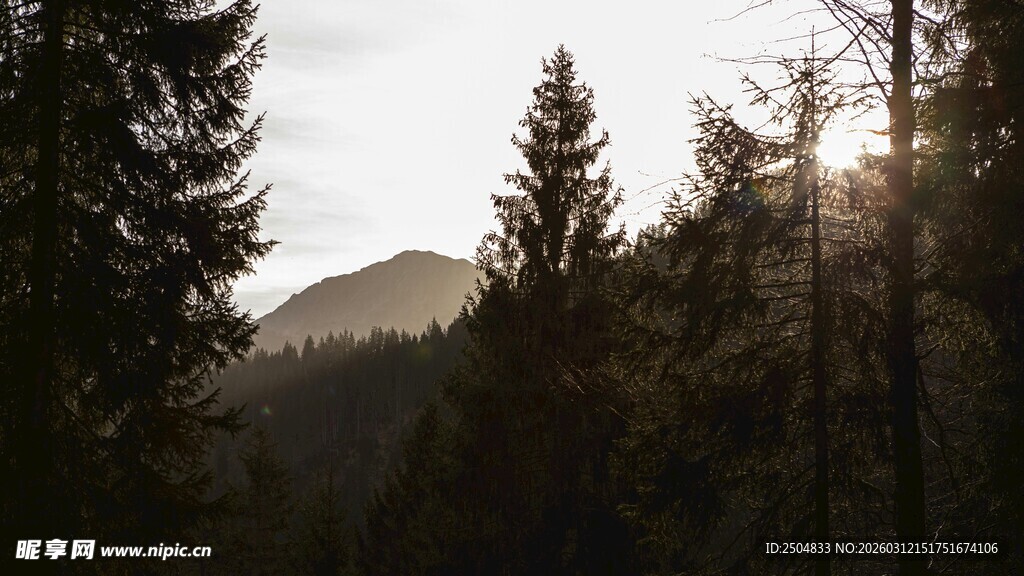 山林晨光中的茂密松树林
