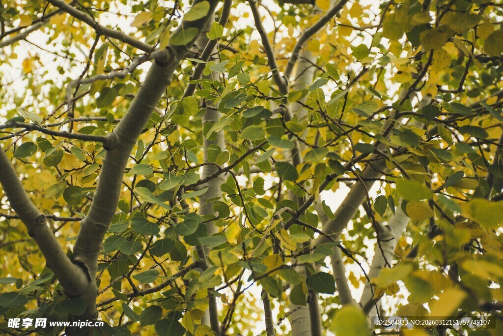 秋日枝叶繁茂的树木