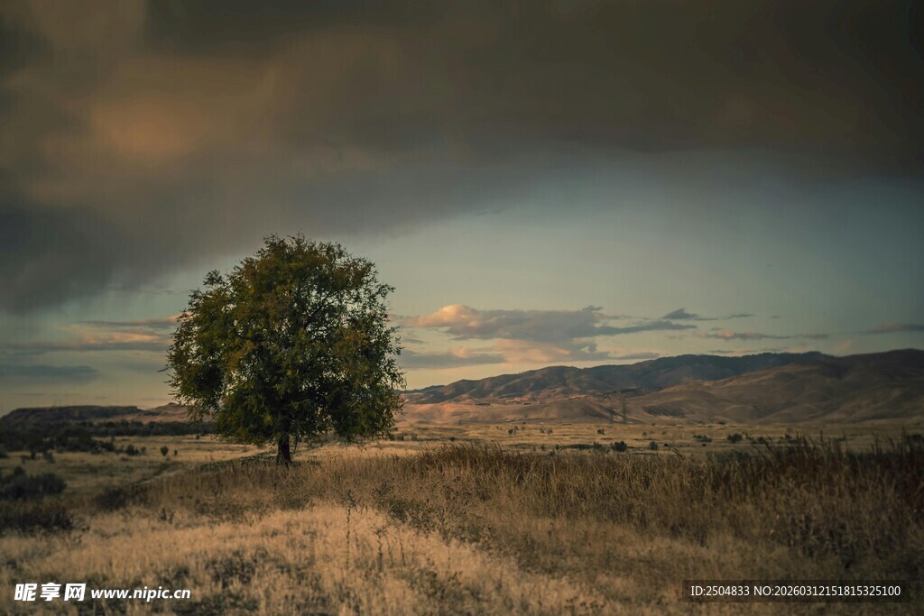 旷野孤树 天地间的静谧
