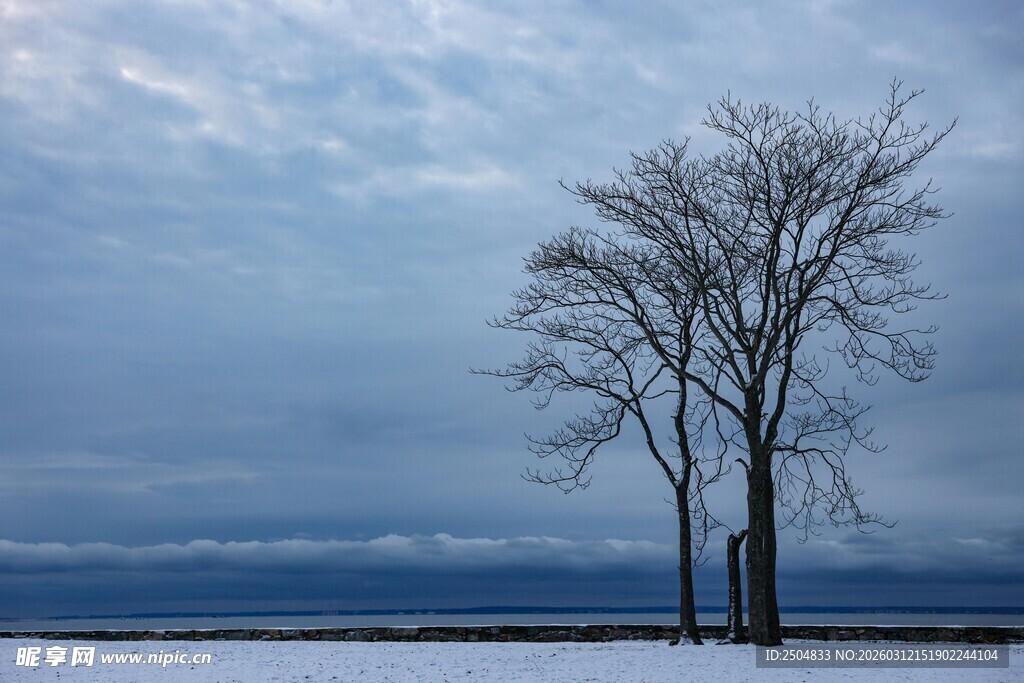 冬日孤树雪景