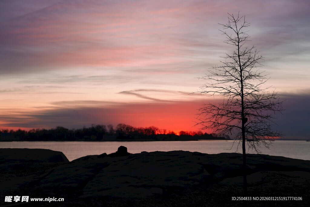 湖畔孤树映绝美晚霞