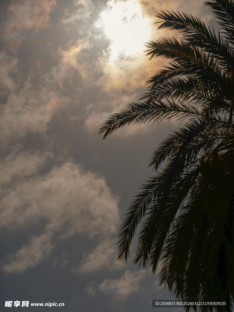 夕阳下的棕榈树与云朵