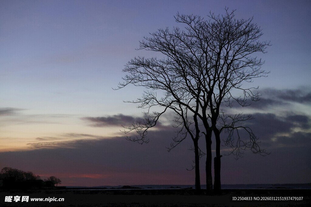 黄昏下的孤独树木