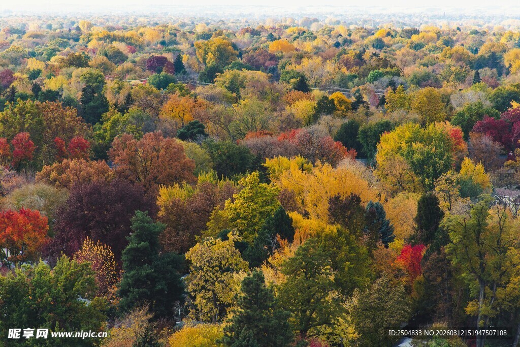 秋日斑斓树林全景