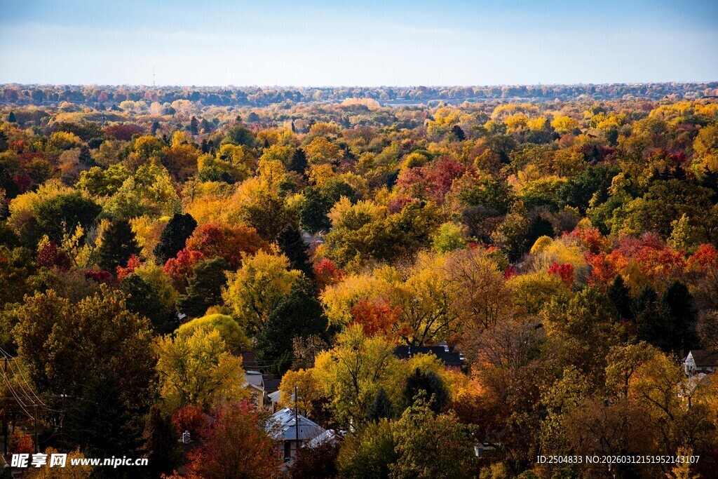 秋日斑斓树林全景