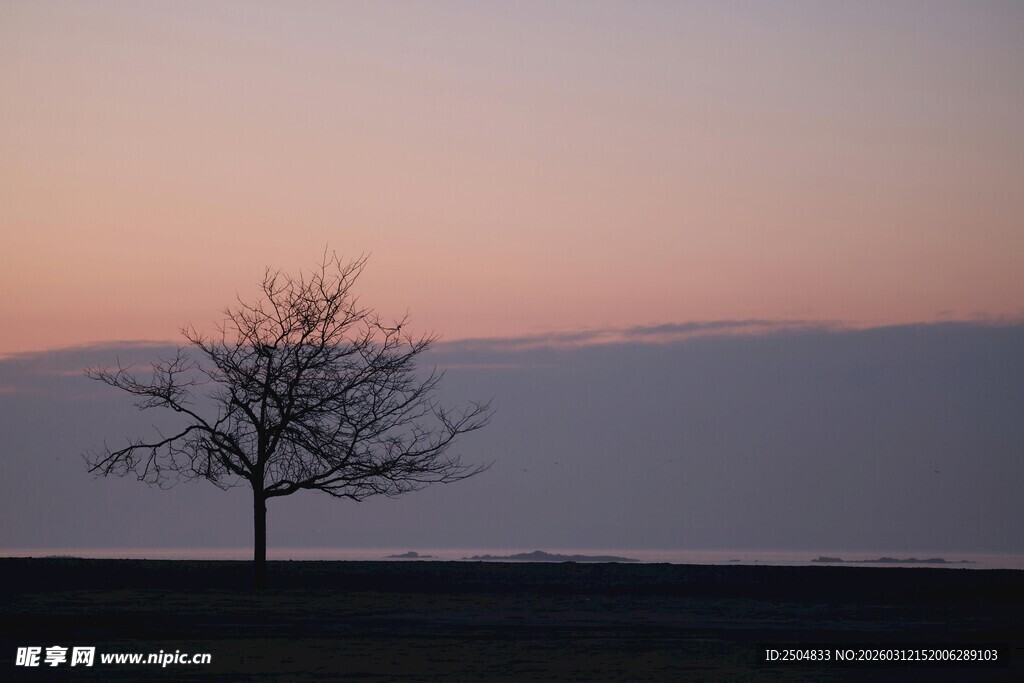 黄昏中孤独的树
