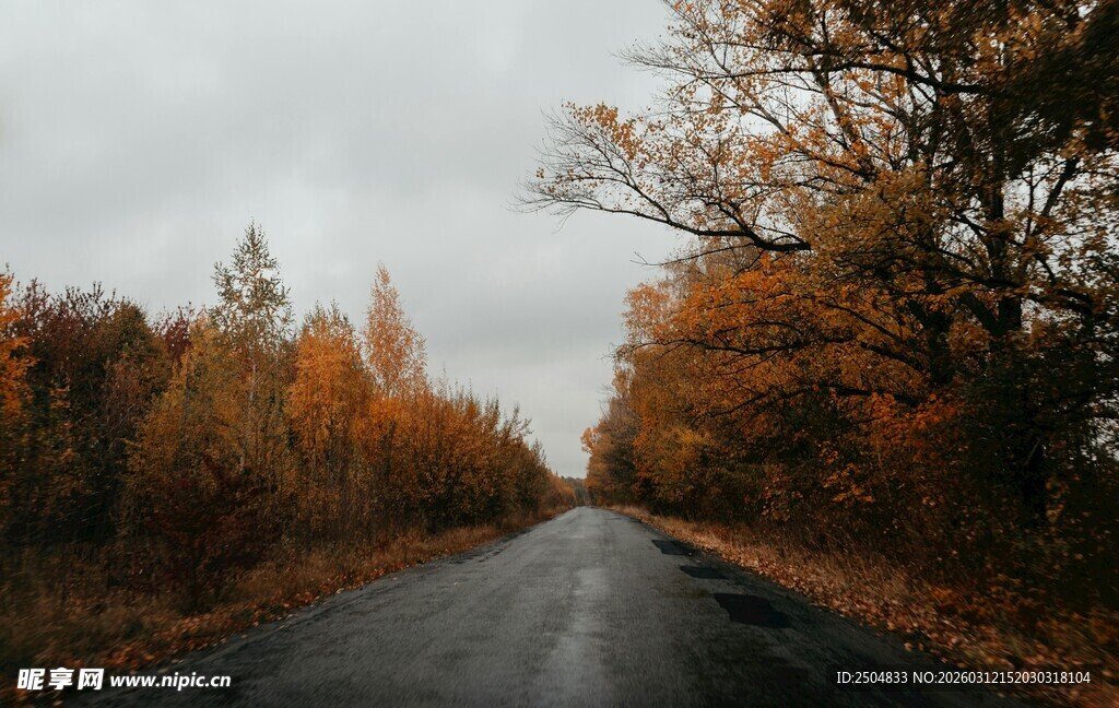 秋日林间公路 景色迷人