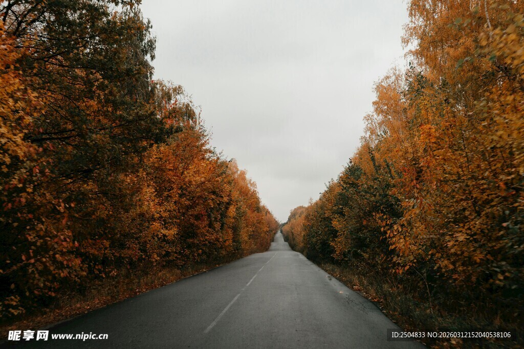 秋日林间公路美景