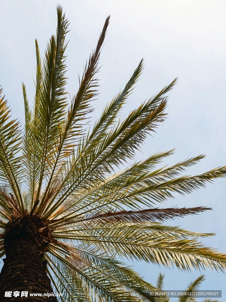 向上生长的棕榈树