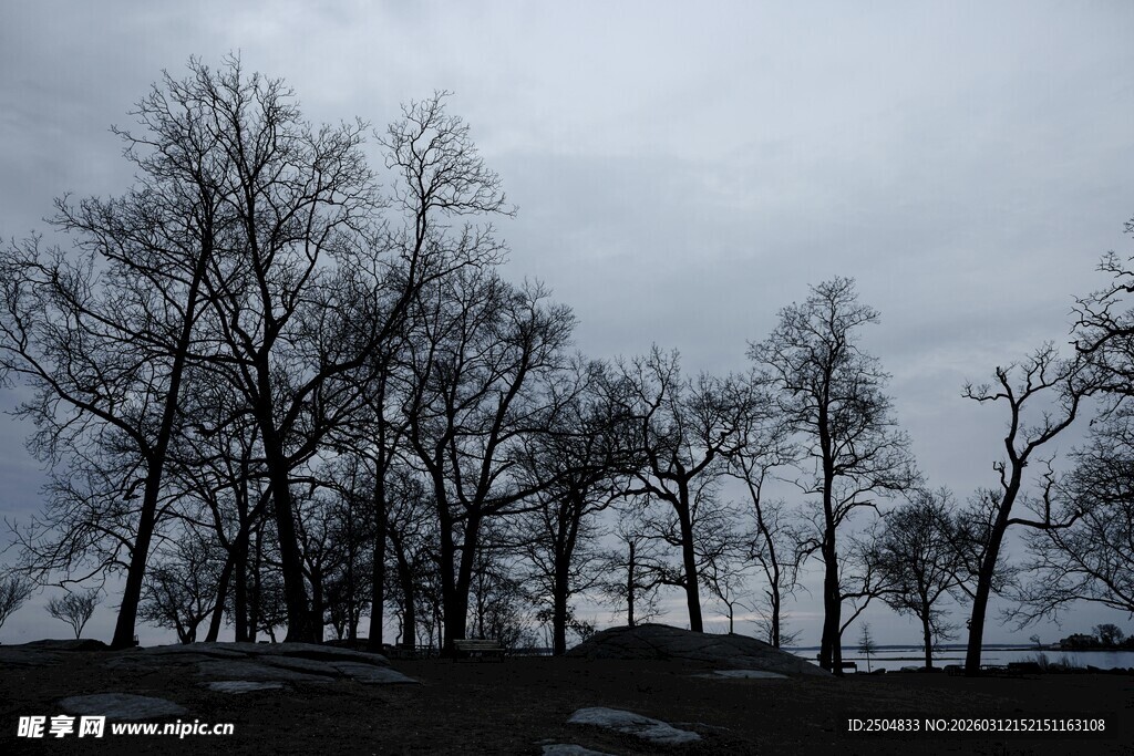冬日枯树 天空 沉景象