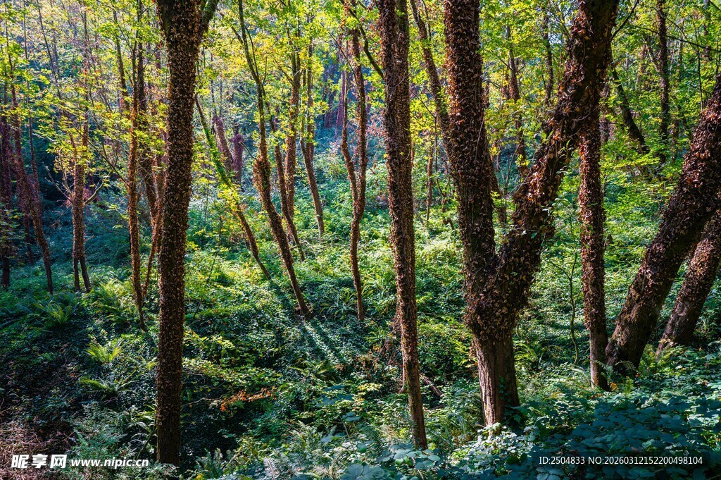 阳光洒落的茂密林间