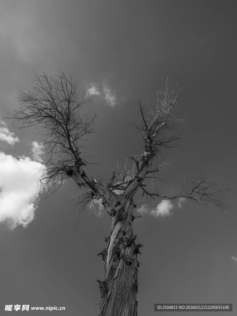 枯树傲立天空