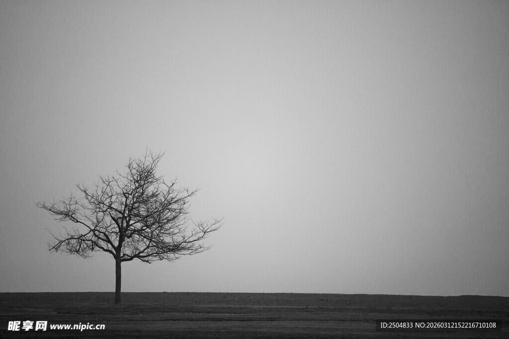 孤独枯树于旷野