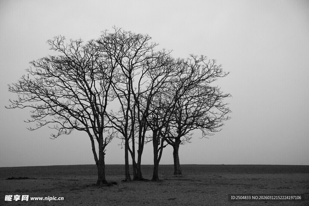 荒野枯树景象