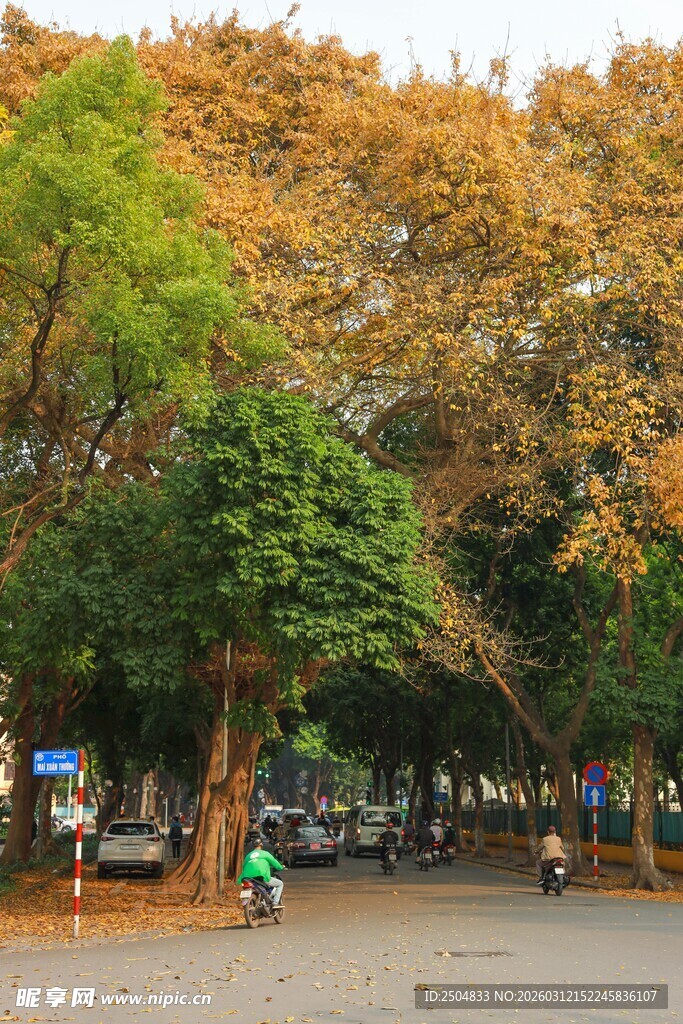 秋日街道林荫美景