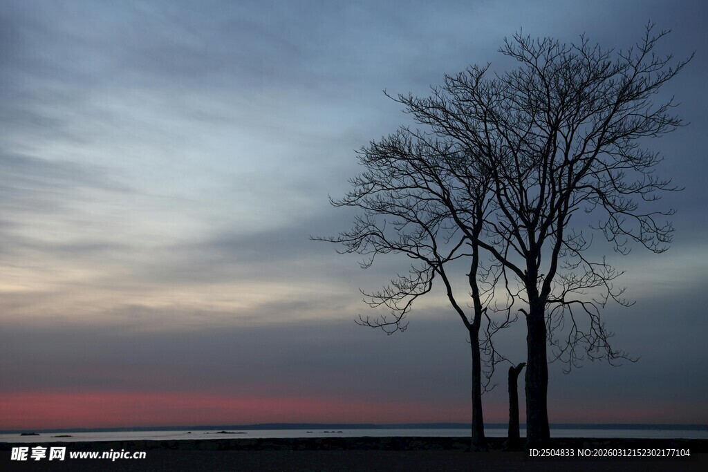 黄昏下的孤树与绚烂天空