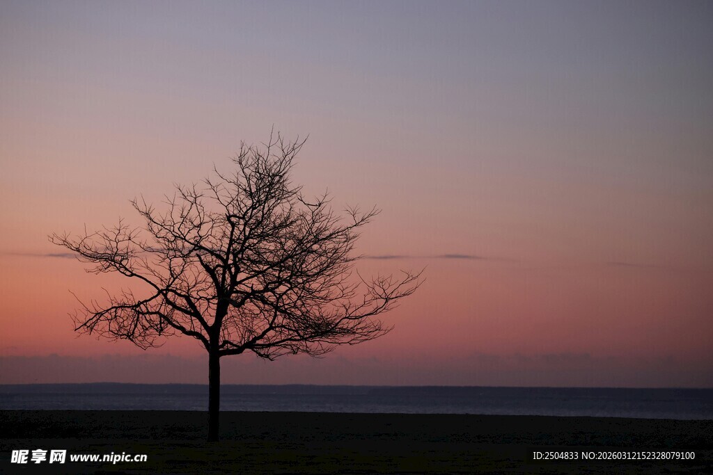 夕阳下的孤独树木