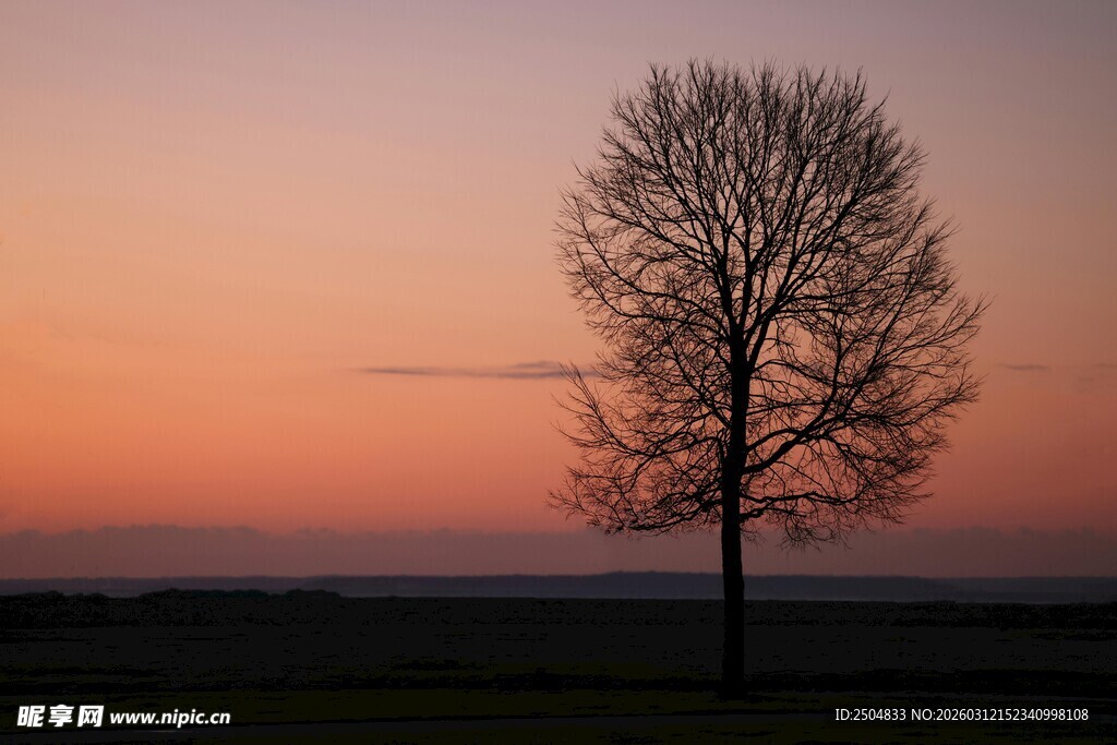 夕阳下的孤独树木