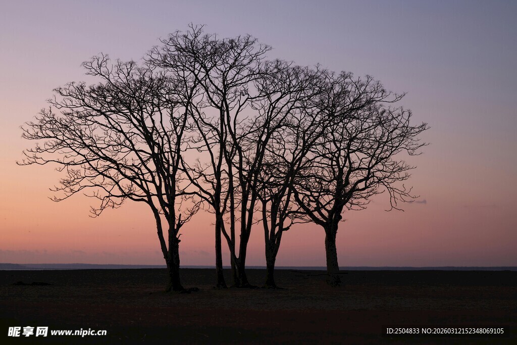 黄昏下的孤树剪影