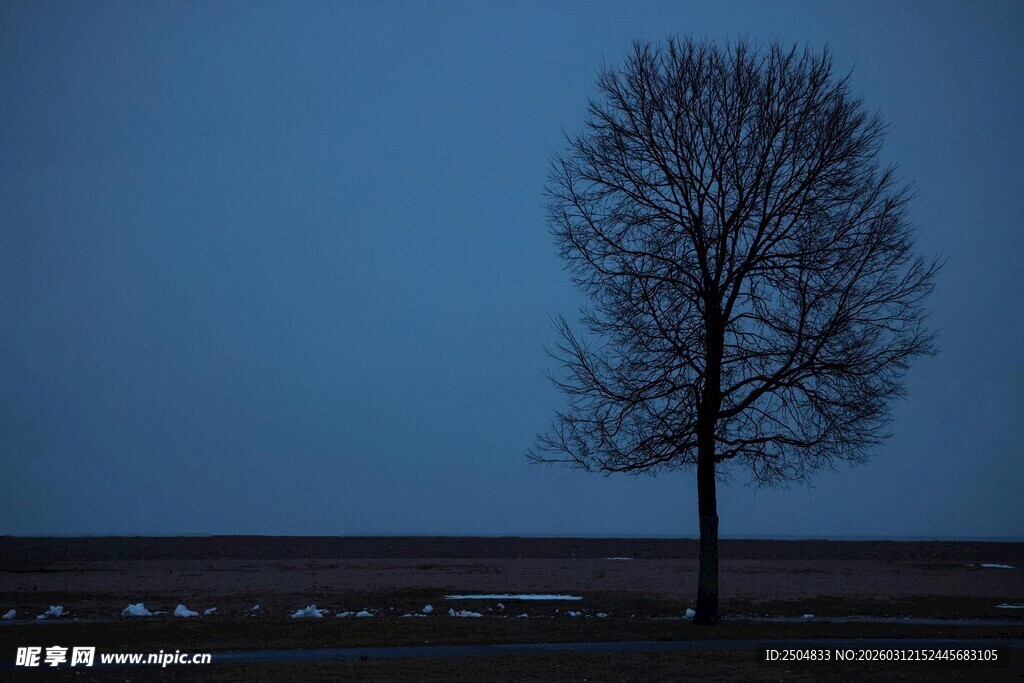 孤独枯树立于暮色旷野