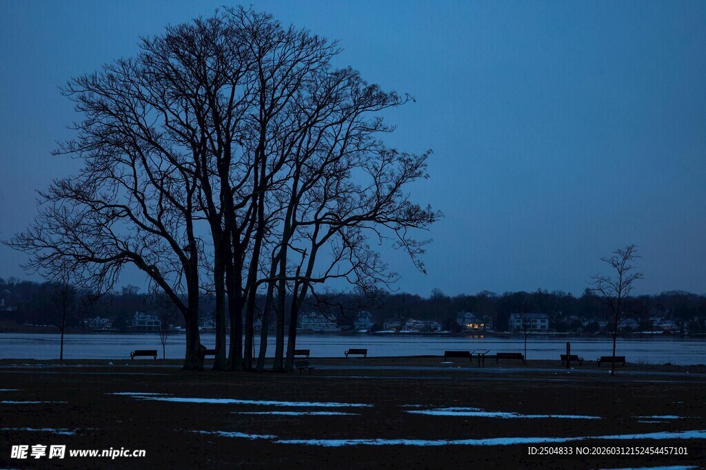黄昏湖畔枯树风景