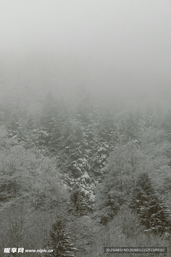 雾中雪林景色