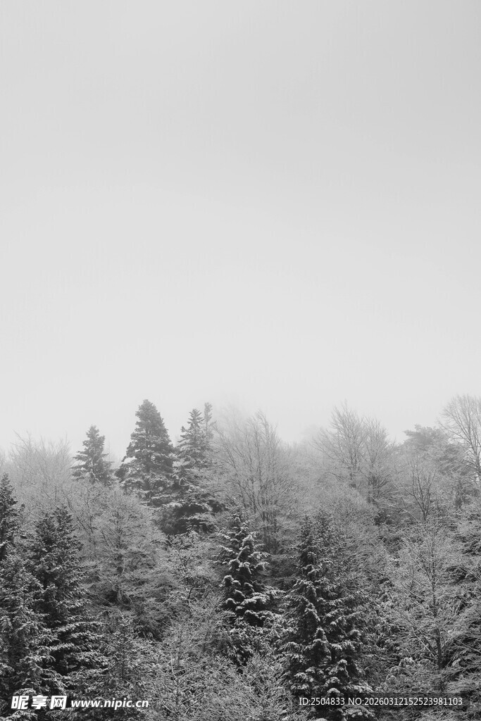 雪覆松林 静谧冬日景象